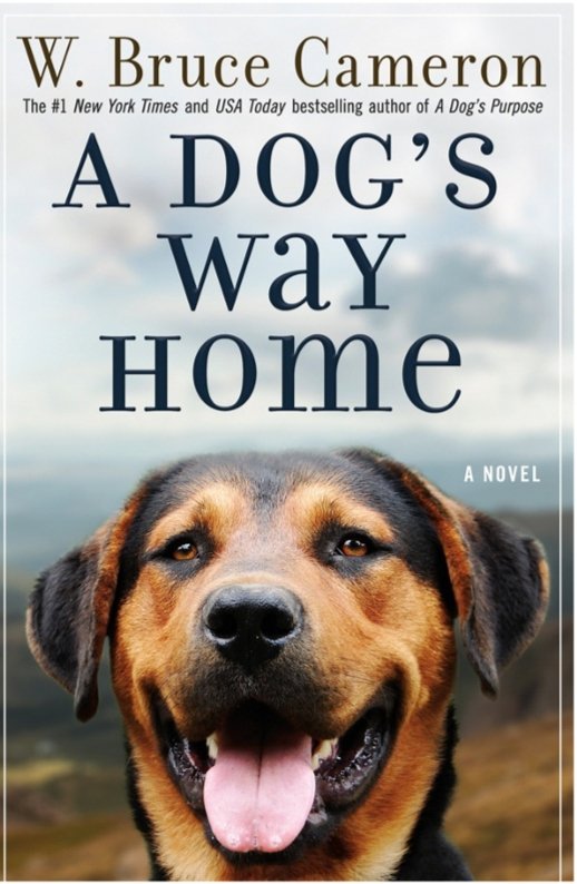 A dog's way home